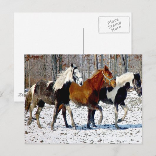 Pferde im Winter Schnee Postkarte (Vorne/Hinten)