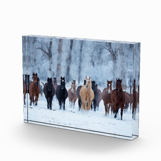 Pferde in der Kälte Fotoblock (Rechts)
