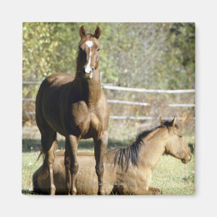 Pferde in der Weide Magnet