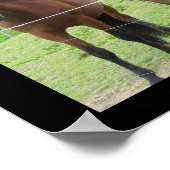 Pferde in der Weide Poster (Ecke)