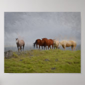 Pferde in der Weide Poster (Vorne)