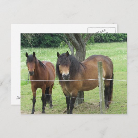 Pferde in der Weide Postkarte (Vorne/Hinten)