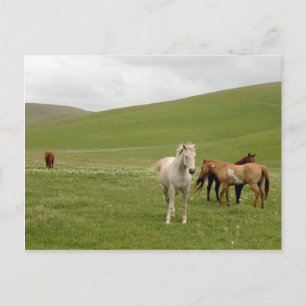 Pferde in der Weiden-Postkarte Postkarte
