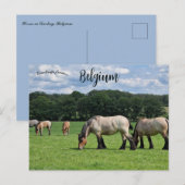 Pferde in Durbuy Belgien Postkarte (Vorne/Hinten)