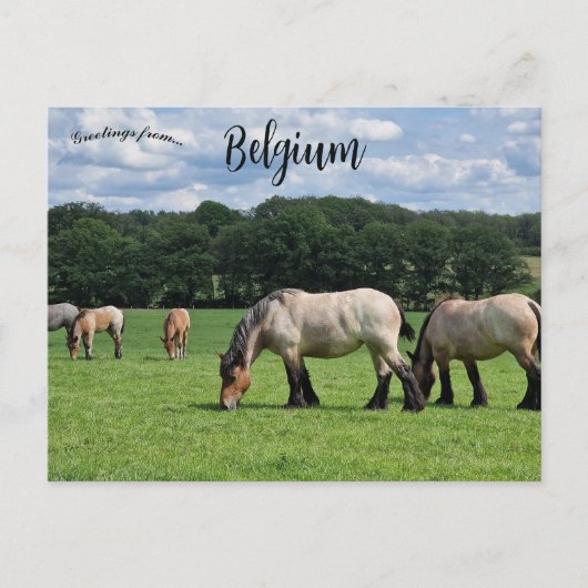 Pferde in Durbuy Belgien Postkarte (Vorderseite)