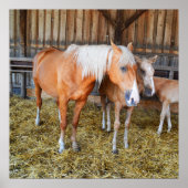 Pferde in einem Stall Poster (Vorne)