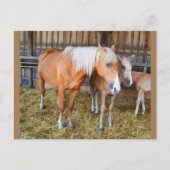 Pferde in einem Stall Postkarte (Vorderseite)