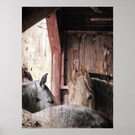 Pferde in einer Scheune an einem Regentag Poster (Vorne)