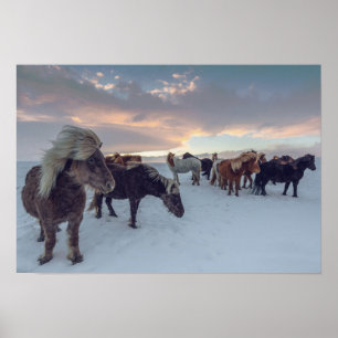 Pferde in Island im Schnee Poster