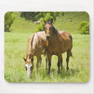 Pferde in San- Rafaeltal, Arizona Mousepad