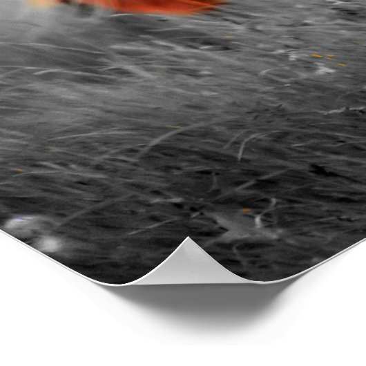 Pferde in Teilfarbfotografie Poster (Ecke)