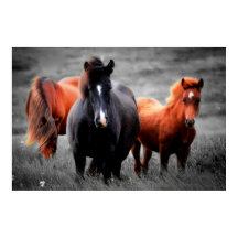 Pferde in Teilfarbfotografie