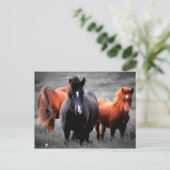Pferde in Teilfarbfotografie Postkarte (Stehend Vorderseite)