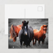 Pferde in Teilfarbfotografie Postkarte (Vorne/Hinten)