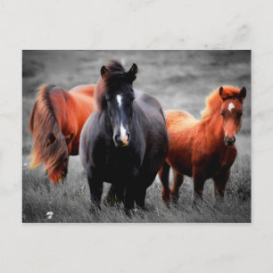 Pferde in Teilfarbfotografie Postkarte