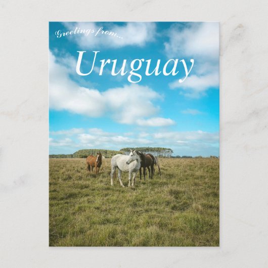 Pferde in Uruguay Postkarte (Vorderseite)