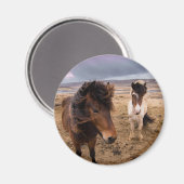 Pferde Islands Magnet (Vorderseite/Rückseite)