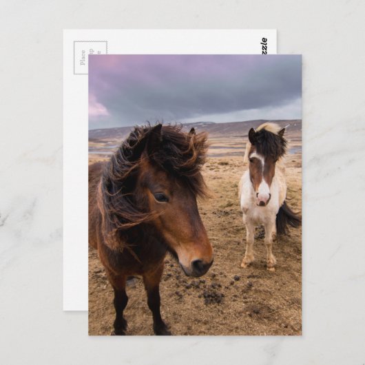 Pferde Islands Postkarte (Vorne/Hinten)