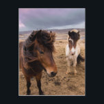 Pferde Islands Postkarte<br><div class="desc">Das sind einige wilde Pferde,  die in Island fotografiert wurden!</div>