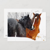 Pferde Küssen im Schnee Postkarte (Vorne/Hinten)
