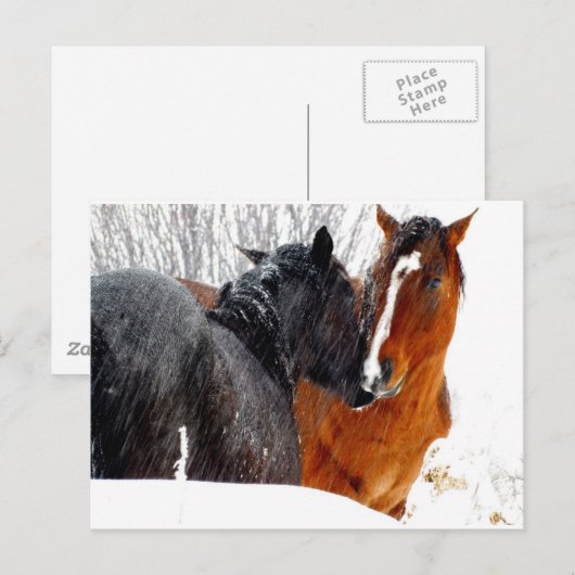 Pferde Küssen im Schnee Postkarte (Vorne/Hinten)