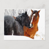 Pferde Küssen im Schnee Postkarte (Vorderseite)