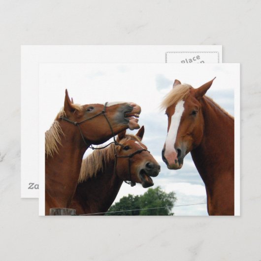 Pferde lachen postkarte (Vorne/Hinten)