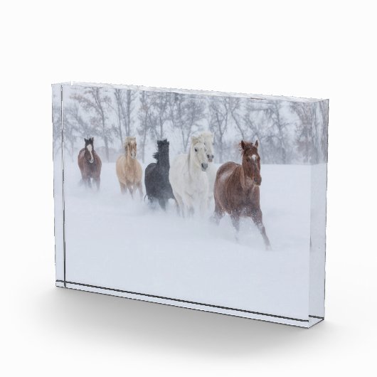Pferde laufen durch den Schnee Fotoblock (Rechts)