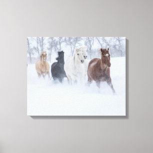 Pferde laufen durch den Schnee Leinwanddruck
