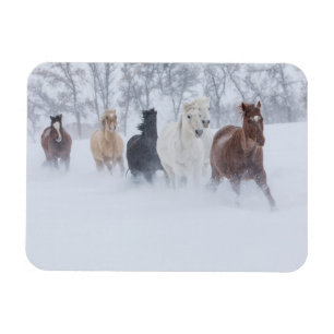 Pferde laufen durch den Schnee Magnet