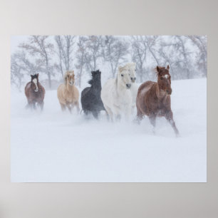 Pferde laufen durch den Schnee Poster