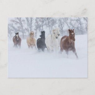 Pferde laufen durch den Schnee Postkarte