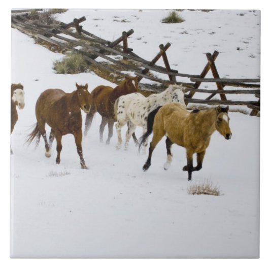 Pferde laufen im Schnee Fliese (Vorderseite)