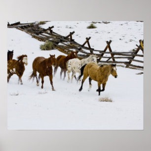 Pferde laufen im Schnee Poster