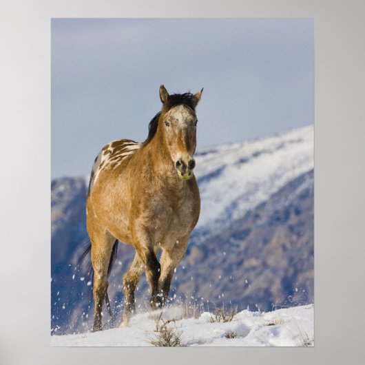 Pferde laufen im Schnee Poster (Vorne)