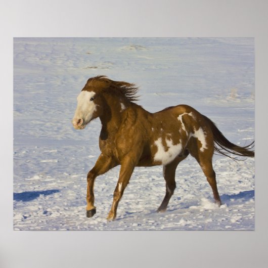 Pferde laufen im Schnee Poster (Vorne)