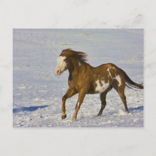 Pferde laufen im Schnee Postkarte