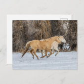 Pferde laufen im Schnee Postkarte (Vorne/Hinten)