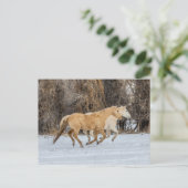 Pferde laufen im Schnee Postkarte (Stehend Vorderseite)