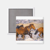 Pferde laufen magnet (Vorderseite/Rückseite)