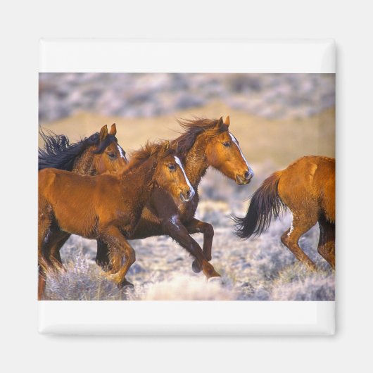 Pferde laufen magnet (Vorne)