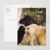 Pferde Liebe ist Postkarten (Vorne/Hinten)