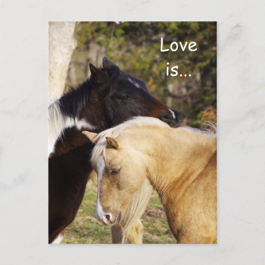 Pferde Liebe ist Postkarten (Vorderseite)