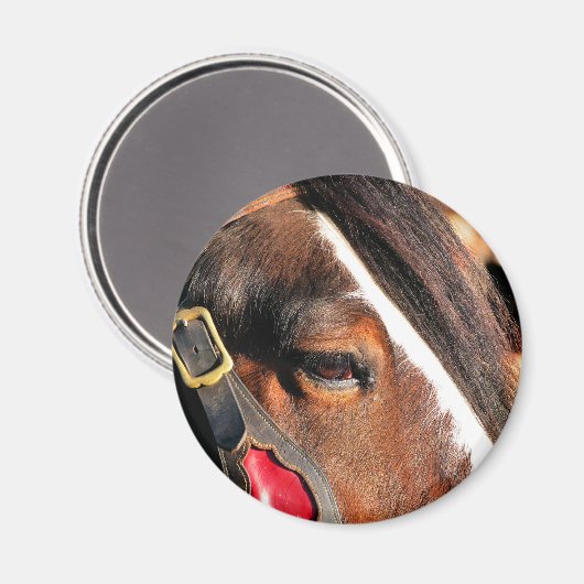 PFERDE MAGNET (Vorderseite/Rückseite)