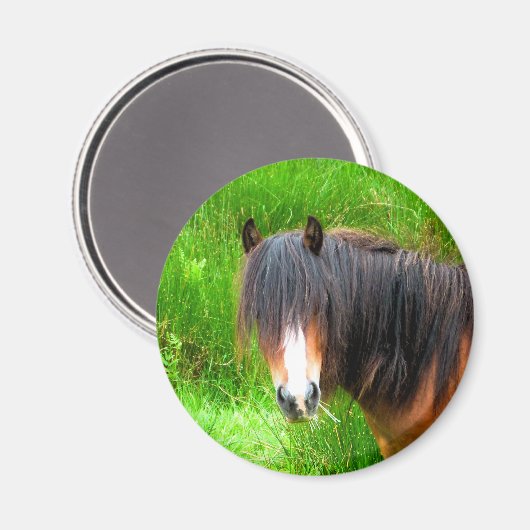 PFERDE MAGNET (Vorderseite/Rückseite)