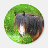 PFERDE MAGNET (Vorne)