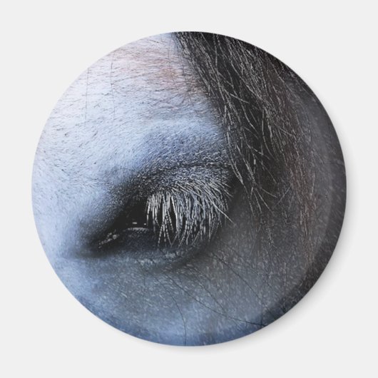 PFERDE MAGNET (Vorne)