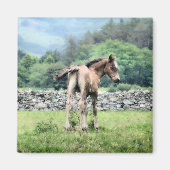 PFERDE MAGNET (Vorne)