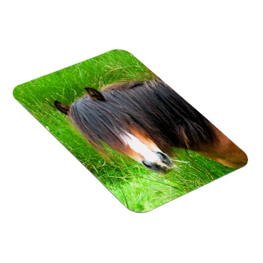 PFERDE MAGNET (Rechte Seite)
