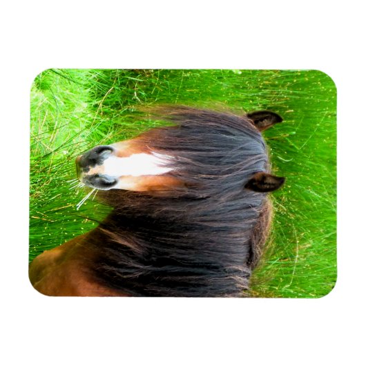 PFERDE MAGNET (Horizontal)